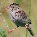 a sparrow
