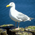 a seagull