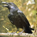 a crow