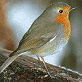 a robin