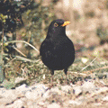 a blackbird