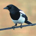 a magpie