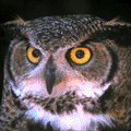 an owl