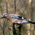 a jay