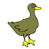 duck