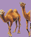 camels