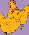 chickens
