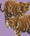tigers