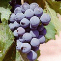 image4.gif